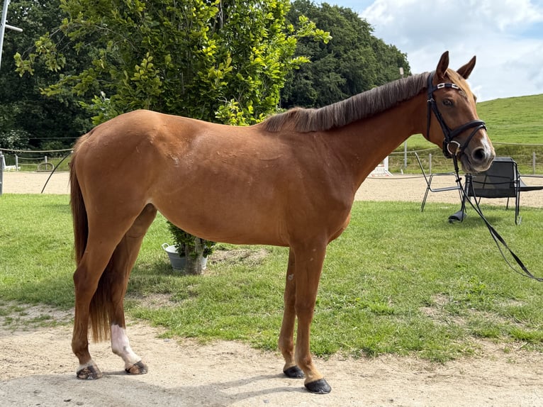 Caballo de salto Oldenburgo Yegua 4 años 170 cm Alazán in Schmadebeck