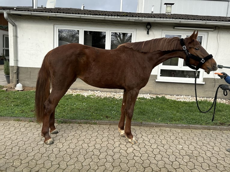 Caballo de salto Oldenburgo Yegua 4 años 170 cm Alazán-tostado in Bad Kreuznach