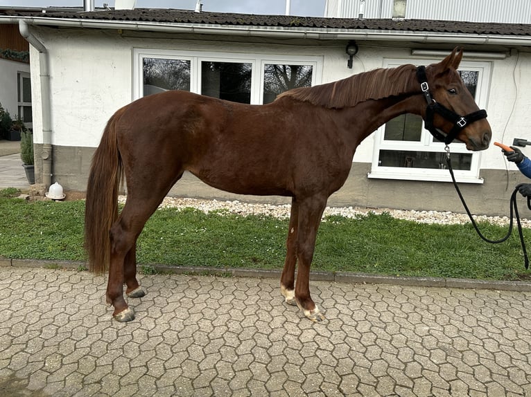 Caballo de salto Oldenburgo Yegua 4 años 170 cm Alazán-tostado in Bad Kreuznach