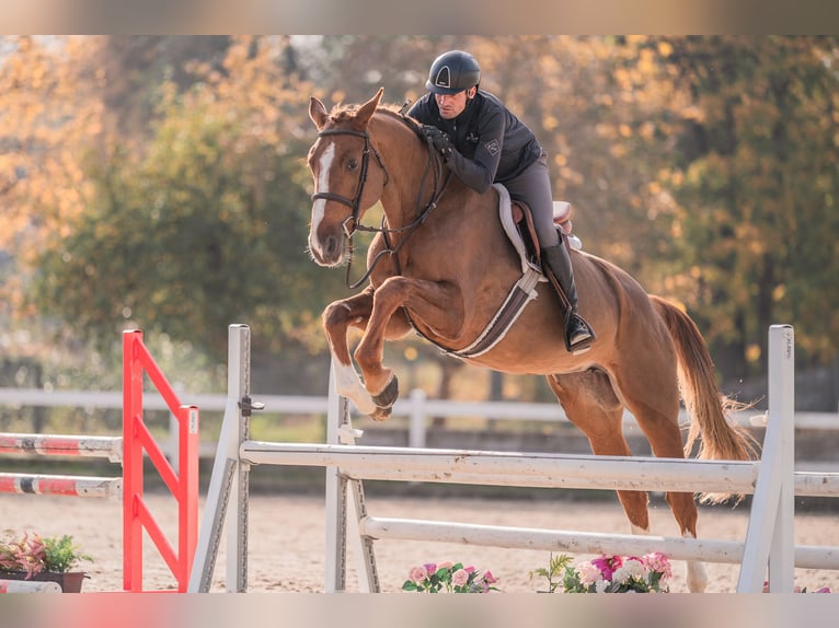 Caballo de salto Oldenburgo Yegua 4 años 170 cm Alazán-tostado in Zduchovice