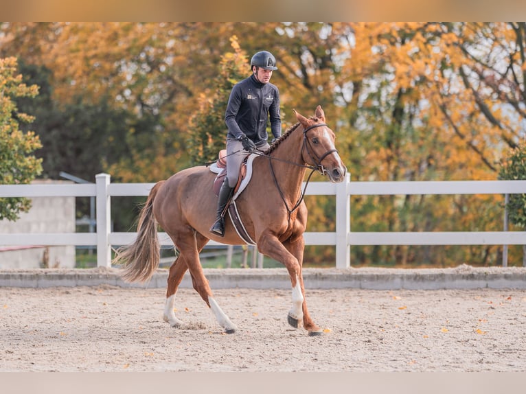 Caballo de salto Oldenburgo Yegua 4 años 170 cm Alazán-tostado in Zduchovice