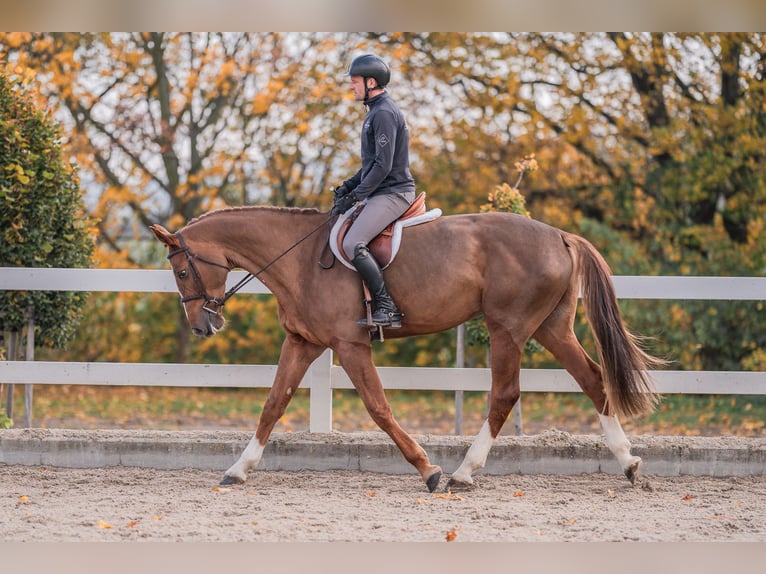 Caballo de salto Oldenburgo Yegua 4 años 170 cm Alazán-tostado in Zduchovice