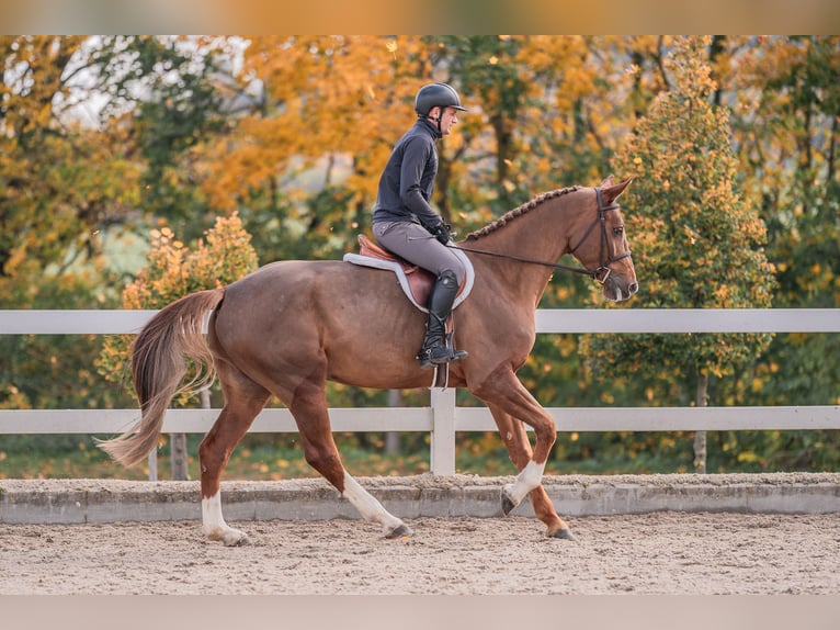 Caballo de salto Oldenburgo Yegua 4 años 170 cm Alazán-tostado in Zduchovice