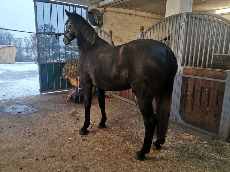 Caballo de salto Oldenburgo Yegua 4 años 170 cm Tordo in Mechelroda