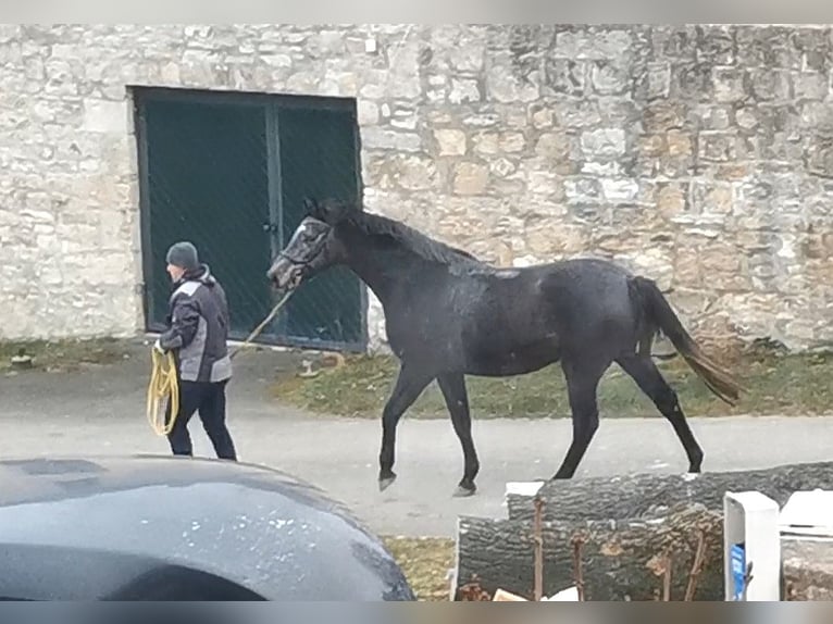 Caballo de salto Oldenburgo Yegua 4 años 170 cm Tordo in Mechelroda