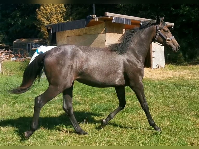 Caballo de salto Oldenburgo Yegua 4 años 170 cm Tordo in Mechelroda
