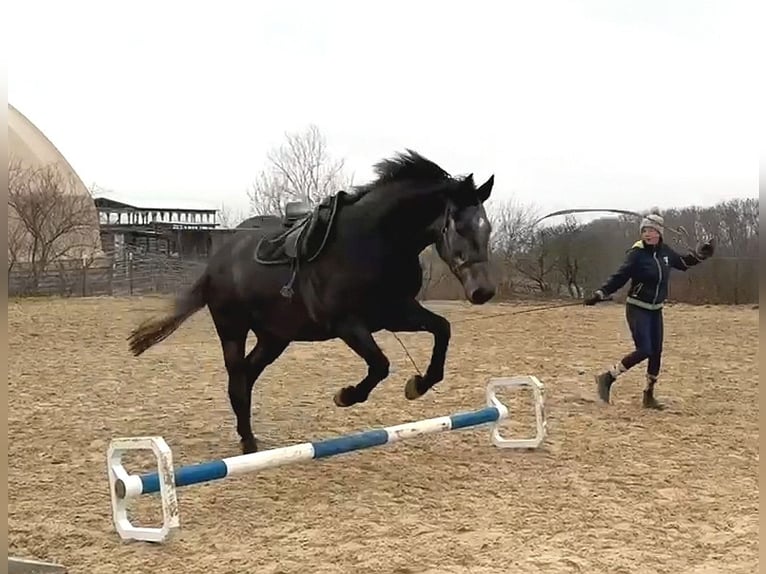 Caballo de salto Oldenburgo Yegua 4 años 170 cm Tordo in Mechelroda