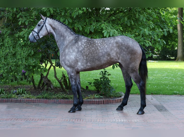 Caballo de salto Oldenburgo Yegua 4 años 170 cm Tordo in Lastrup