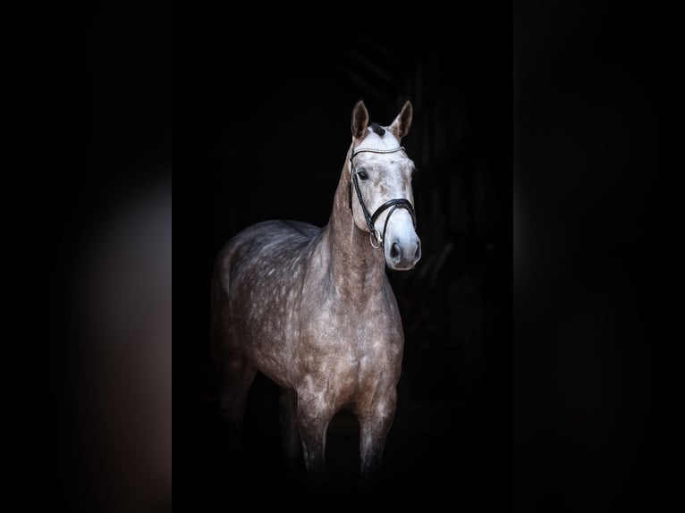 Caballo de salto Oldenburgo Yegua 4 años 170 cm Tordo in Lastrup