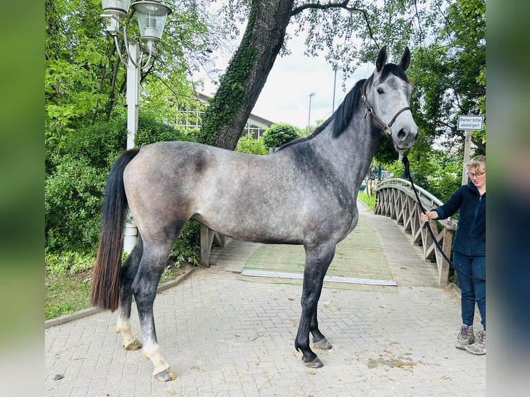 Caballo de salto Oldenburgo Yegua 4 años 170 cm Tordo in Zülpich