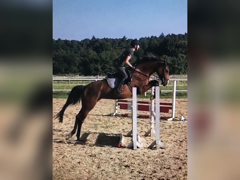 Caballo de salto Oldenburgo Yegua 4 años 173 cm Castaño in Breydin