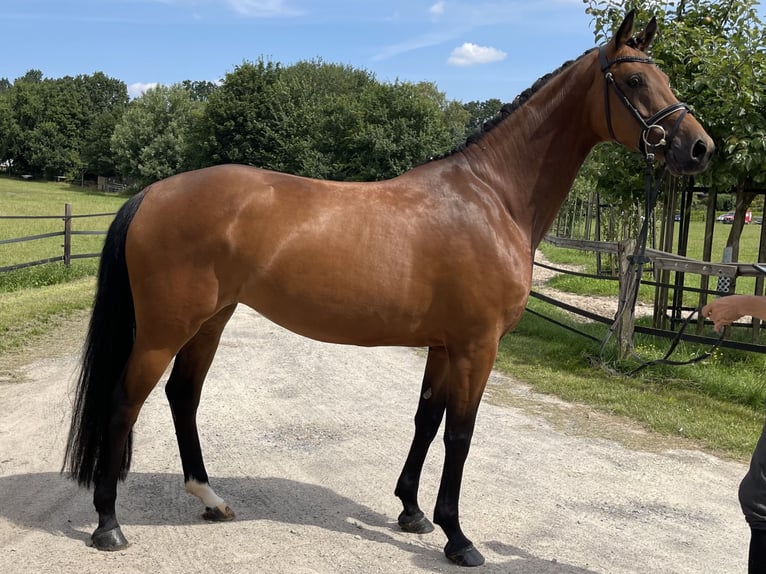 Caballo de salto Oldenburgo Yegua 5 años 160 cm Castaño in Visselhövede