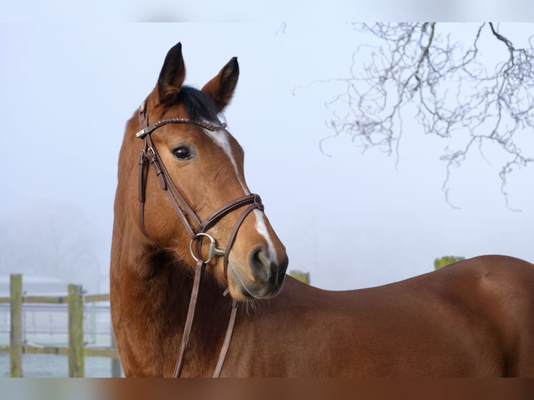 Caballo de salto Oldenburgo Yegua 5 años 160 cm Castaño in Herford