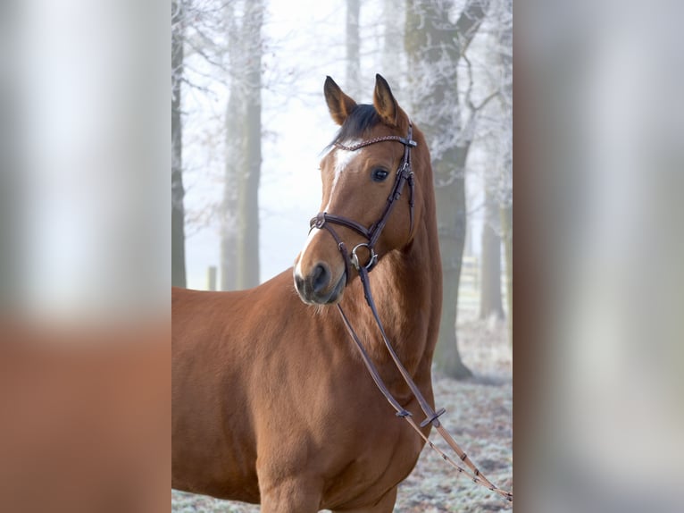 Caballo de salto Oldenburgo Yegua 5 años 160 cm Castaño in Herford