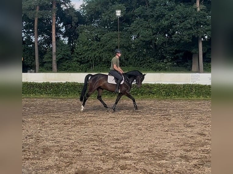 Caballo de salto Oldenburgo Yegua 5 años 160 cm Castaño oscuro in Groß Berßen