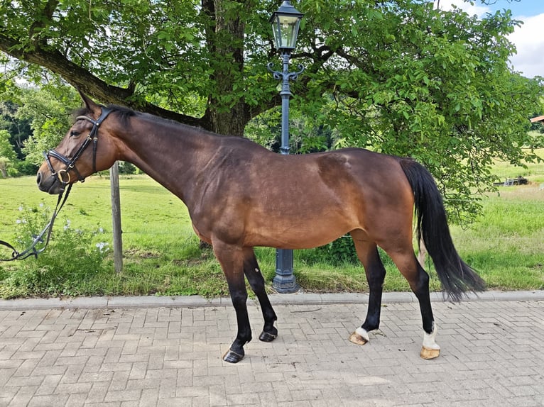 Caballo de salto Oldenburgo Yegua 5 años 160 cm Castaño oscuro in Solingen
