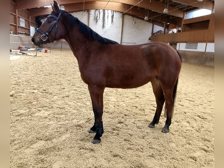 Caballo de salto Oldenburgo Yegua 5 años 160 cm Castaño oscuro in Rehau