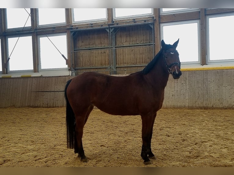 Caballo de salto Oldenburgo Yegua 5 años 160 cm Castaño oscuro in Rehau