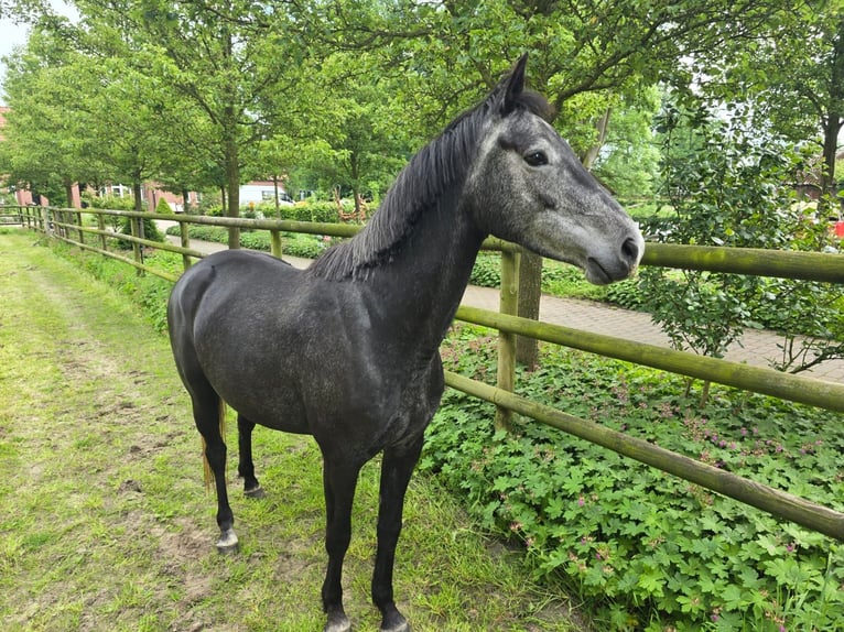 Caballo de salto Oldenburgo Yegua 5 años 160 cm Tordillo negro in Löningen