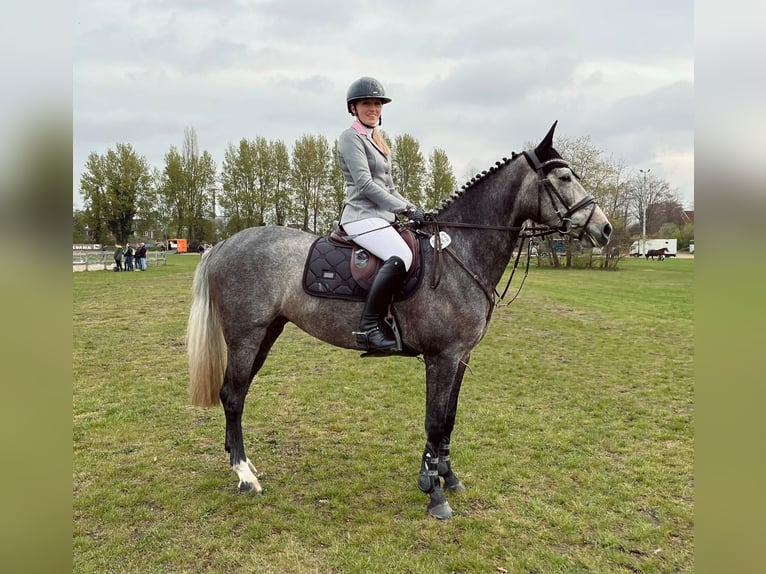 Caballo de salto Oldenburgo Yegua 5 años 162 cm Musgo in Diekhusen-Fahrstedt