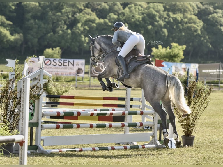 Caballo de salto Oldenburgo Yegua 5 años 162 cm Musgo in Diekhusen-Fahrstedt