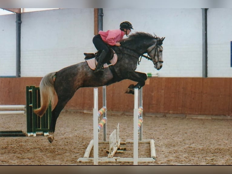 Caballo de salto Oldenburgo Yegua 5 años 162 cm Musgo in Diekhusen-Fahrstedt