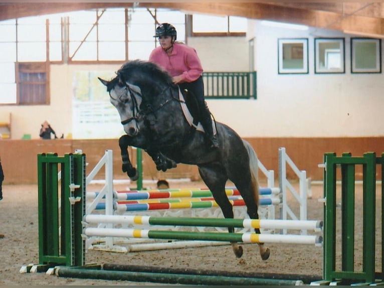 Caballo de salto Oldenburgo Yegua 5 años 162 cm Musgo in Diekhusen-Fahrstedt