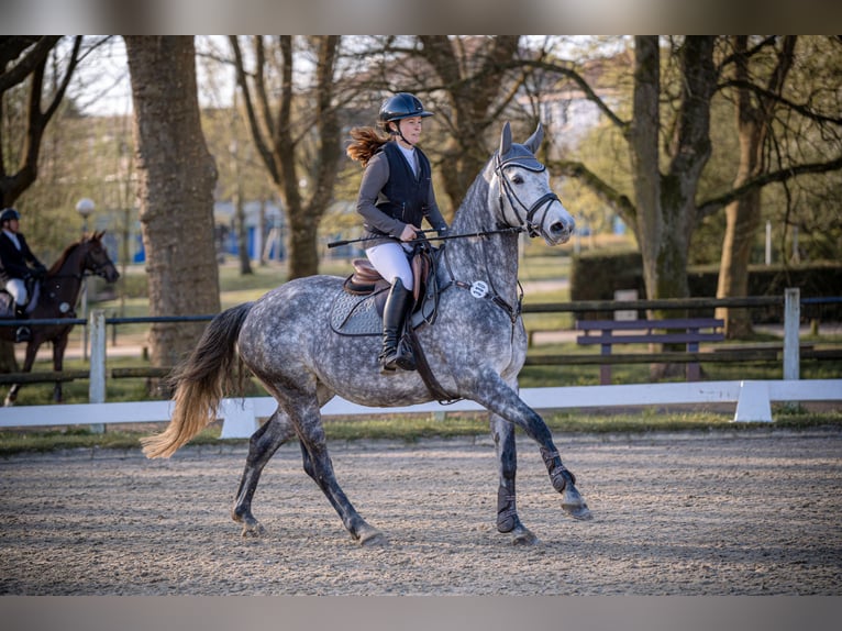 Caballo de salto Oldenburgo Yegua 5 años 162 cm Tordo in Überherrn