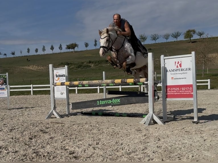 Caballo de salto Oldenburgo Yegua 5 años 163 cm Atigrado/Moteado in Berg