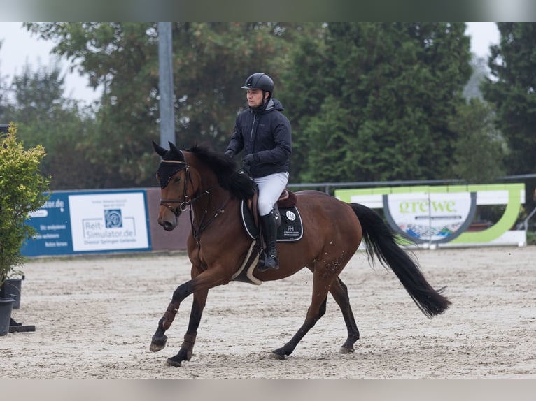 Caballo de salto Oldenburgo Yegua 5 años 163 cm Castaño in HildesheimHildesheim