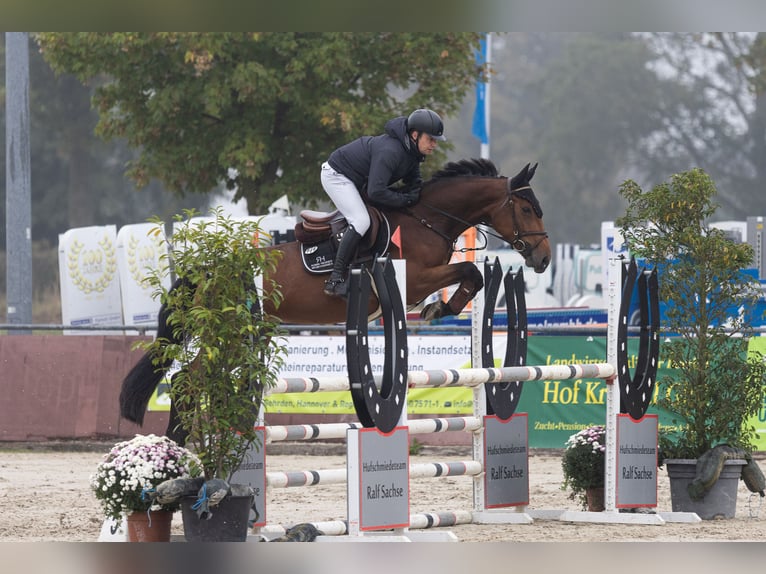 Caballo de salto Oldenburgo Yegua 5 años 163 cm Castaño in HildesheimHildesheim