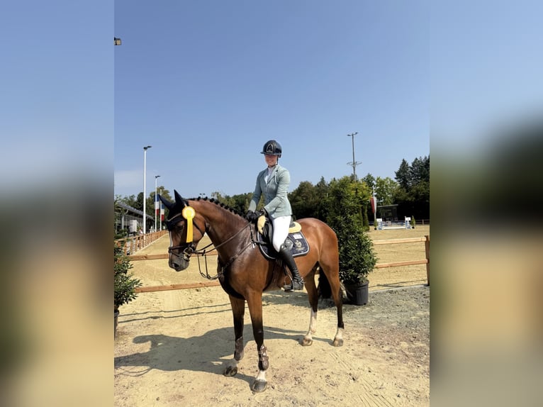 Caballo de salto Oldenburgo Yegua 5 años 163 cm Castaño in Bonefeld