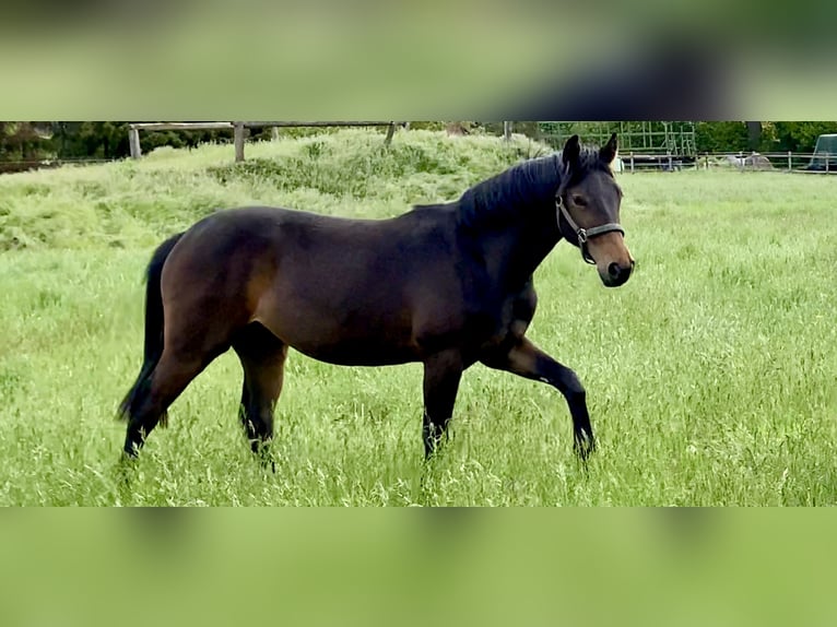 Caballo de salto Oldenburgo Yegua 5 años 163 cm Castaño oscuro in Celle