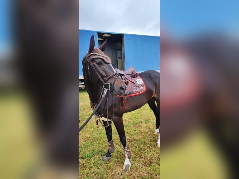 Caballo de salto Oldenburgo Yegua 5 años 163 cm Morcillo in Hüttenrode