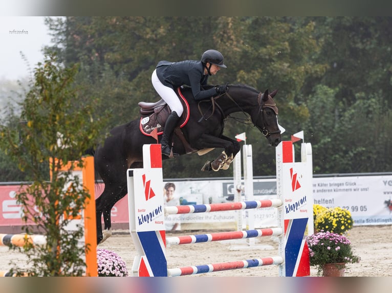 Caballo de salto Oldenburgo Yegua 5 años 163 cm Morcillo in Hüttenrode