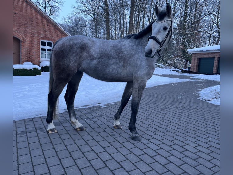 Caballo de salto Oldenburgo Yegua 5 años 163 cm Tordo in Steinfeld (Oldenburg)