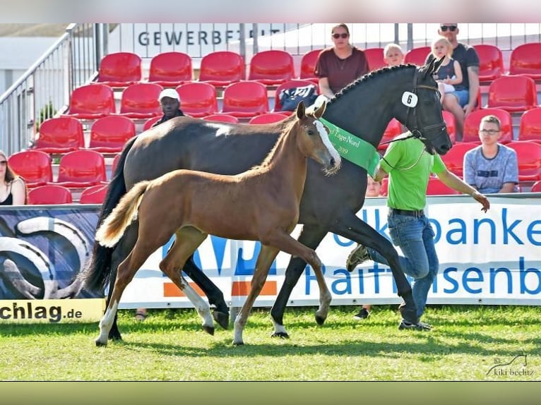 Caballo de salto Oldenburgo Yegua 5 años 164 cm Alazán in Hude (Oldenburg)