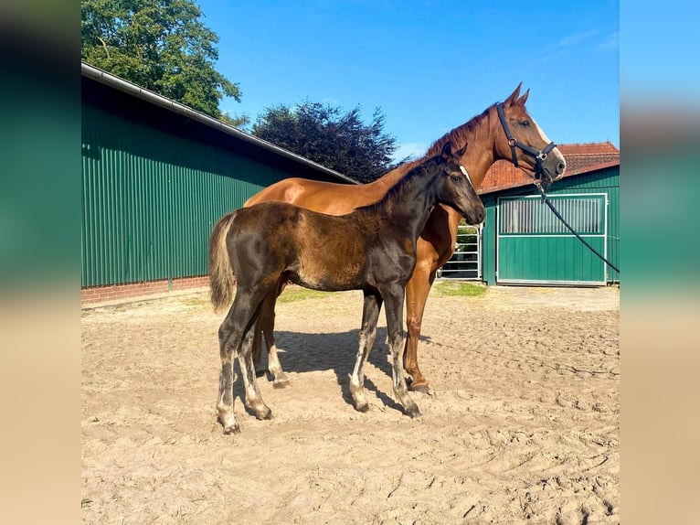 Caballo de salto Oldenburgo Yegua 5 años 164 cm Alazán in Hude (Oldenburg)