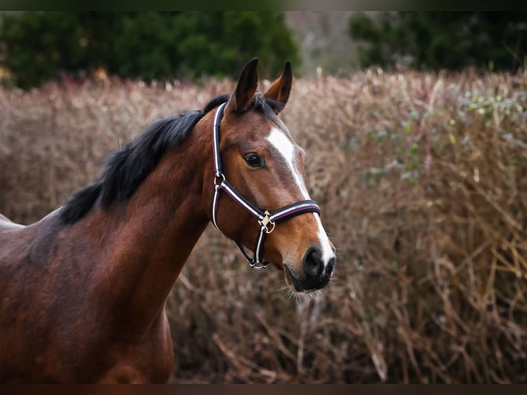 Caballo de salto Oldenburgo Yegua 5 años 164 cm Castaño rojizo in Końskie