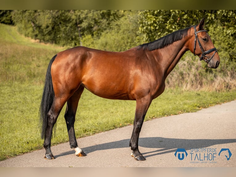 Caballo de salto Oldenburgo Yegua 5 años 165 cm Castaño in Korntal-Münchingen