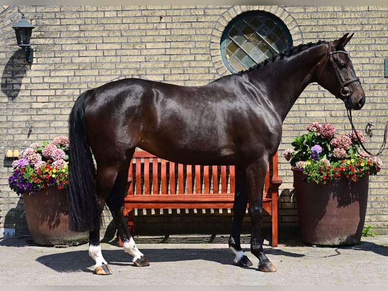 Caballo de salto Oldenburgo Yegua 5 años 165 cm Morcillo in WardenburgWardenburg