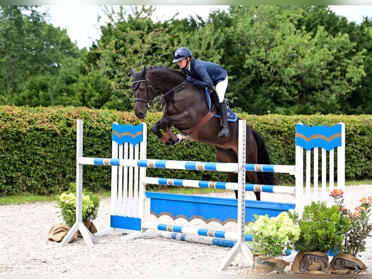 Caballo de salto Oldenburgo Yegua 5 años 165 cm Morcillo in WardenburgWardenburg