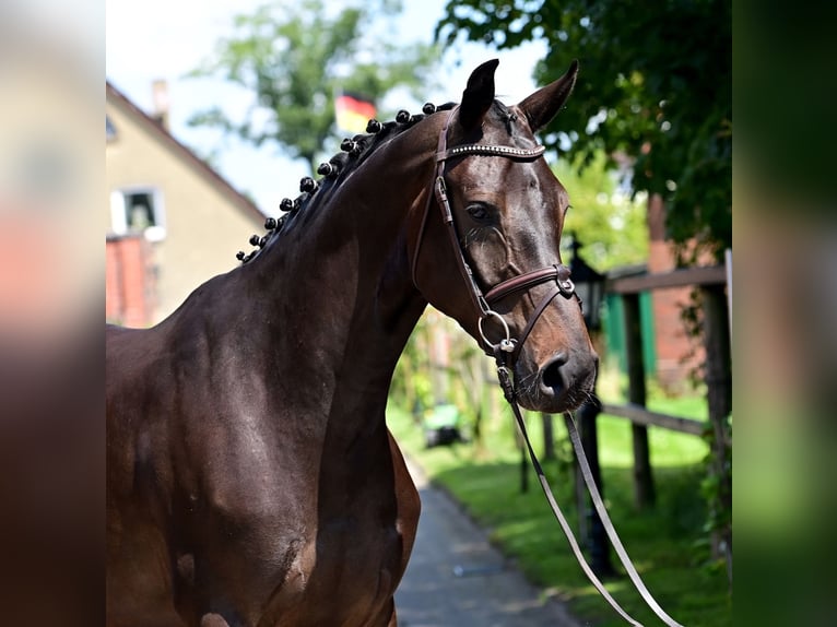 Caballo de salto Oldenburgo Yegua 5 años 165 cm Morcillo in WardenburgWardenburg