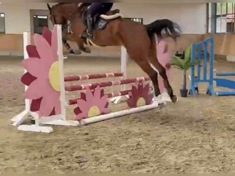 Caballo de salto Oldenburgo Yegua 5 años 166 cm Castaño in Osnabrück