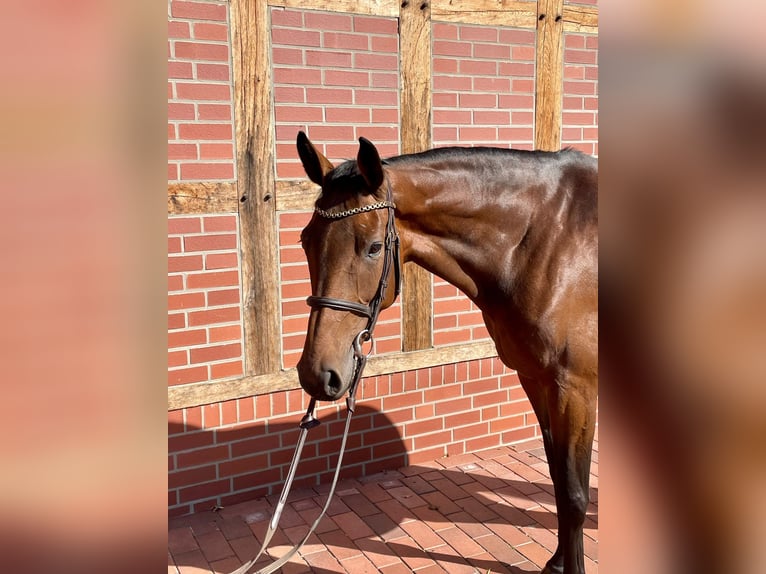 Caballo de salto Oldenburgo Yegua 5 años 166 cm Castaño in Lohne (Oldenburg)