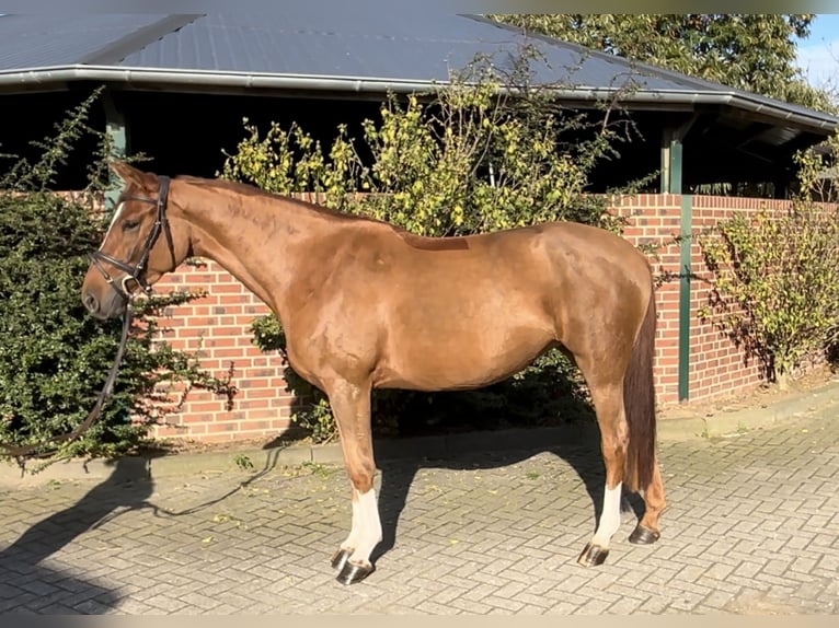 Caballo de salto Oldenburgo Yegua 5 años 167 cm Alazán in Nettetal