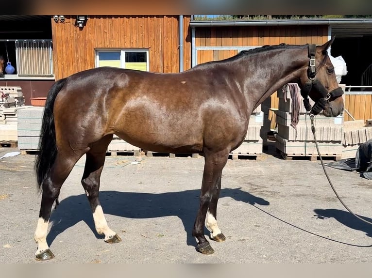 Caballo de salto Oldenburgo Yegua 5 años 167 cm Castaño in Lindlar