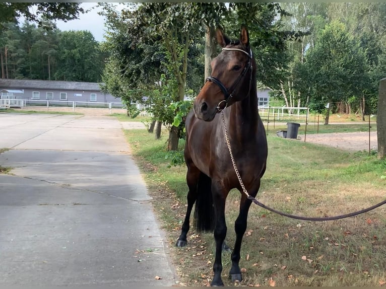 Caballo de salto Oldenburgo Yegua 5 años 167 cm Morcillo in Rietz Neuendorf