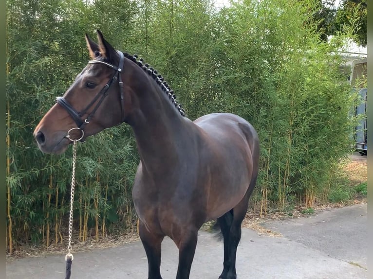 Caballo de salto Oldenburgo Yegua 5 años 167 cm Morcillo in Rietz Neuendorf