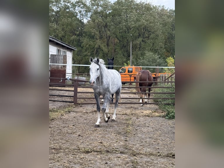 Caballo de salto Oldenburgo Yegua 5 años 168 cm in Schwedt/Oder